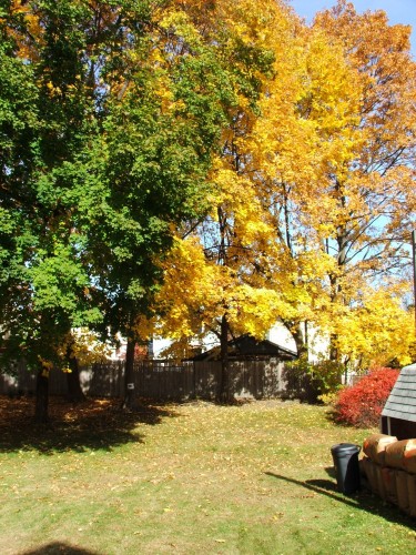 Our Backyard, Poughkeepsie, NY