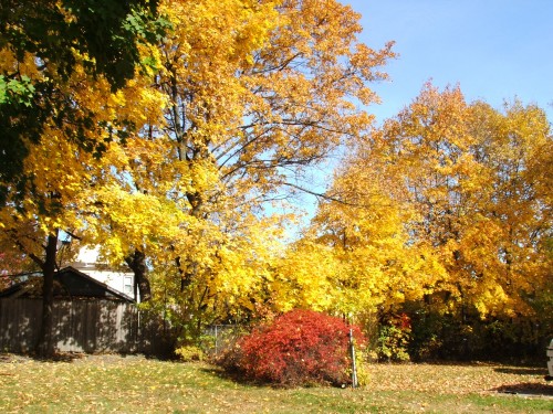 Our Backyard, Poughkeepsie, NY