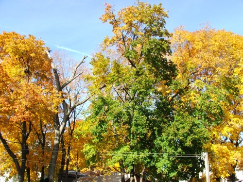 Our Backyard, Poughkeepsie, NY