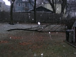 Big branch in yard