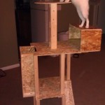 Captain checking out new cat tower