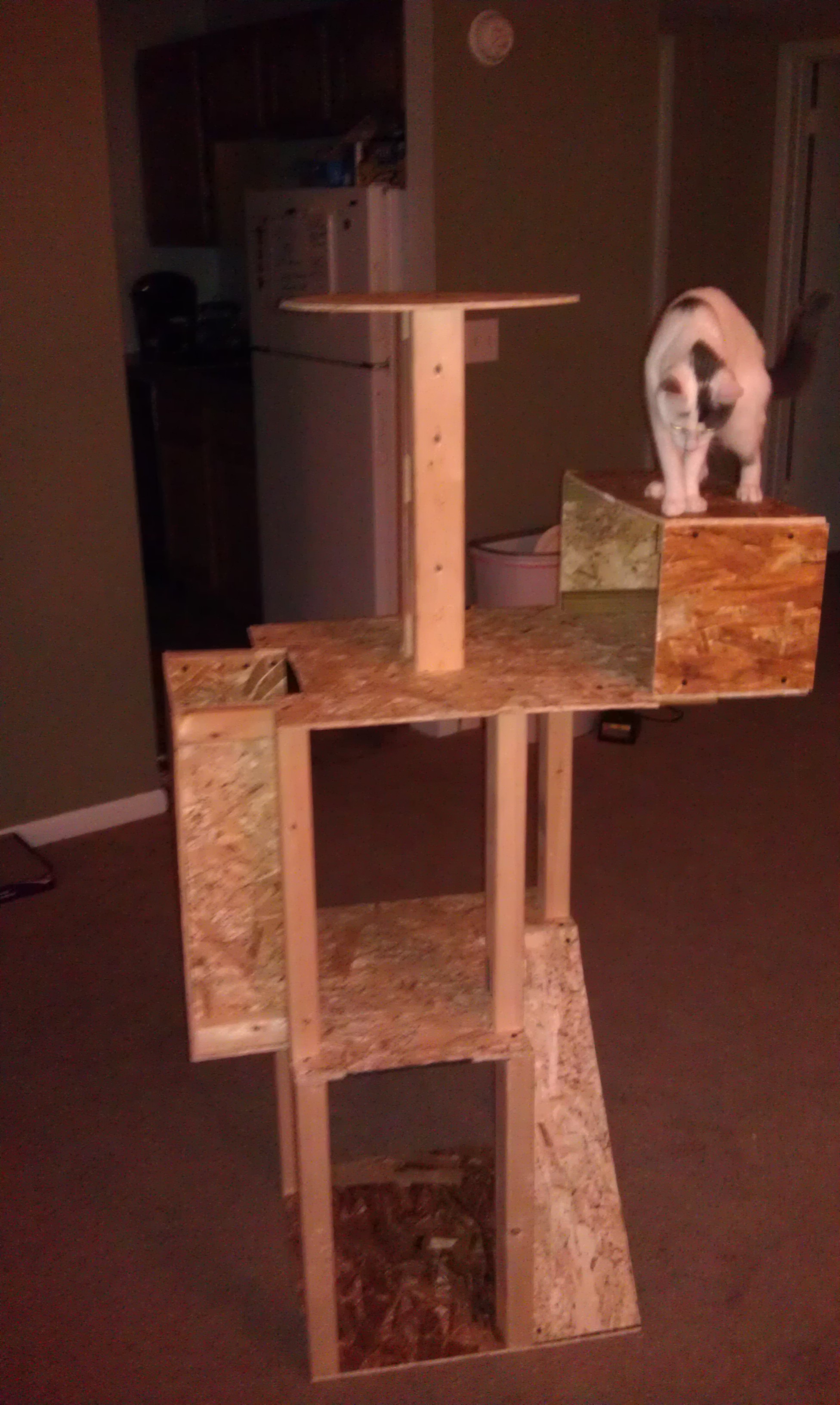 Captain checking out new cat tower