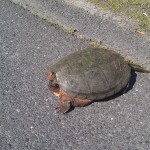 Turtle