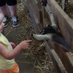 Dutchess County Fair 2014