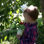 Apple picking 2014