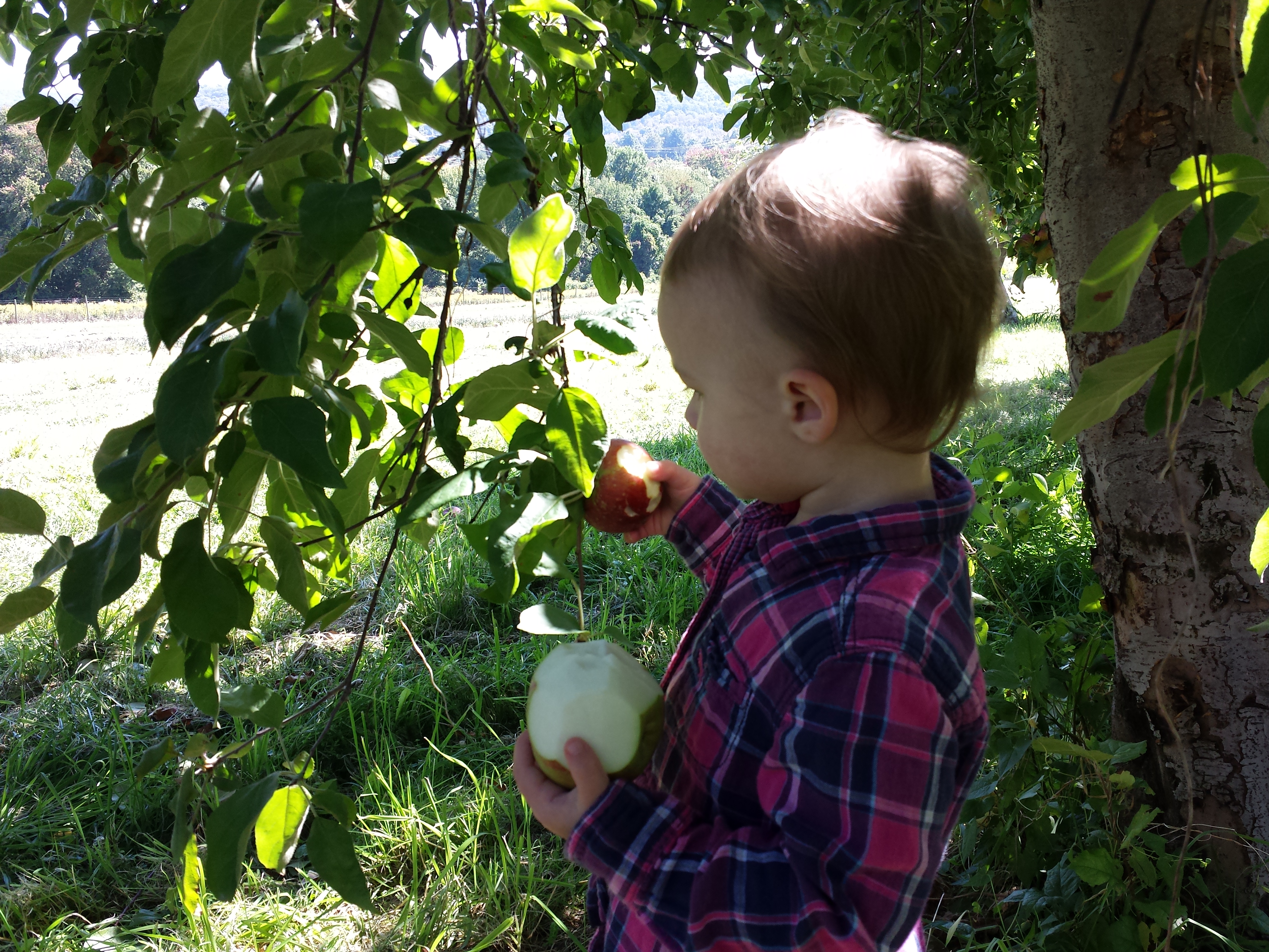 Apple picking 2014