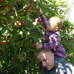 Apple picking 2014