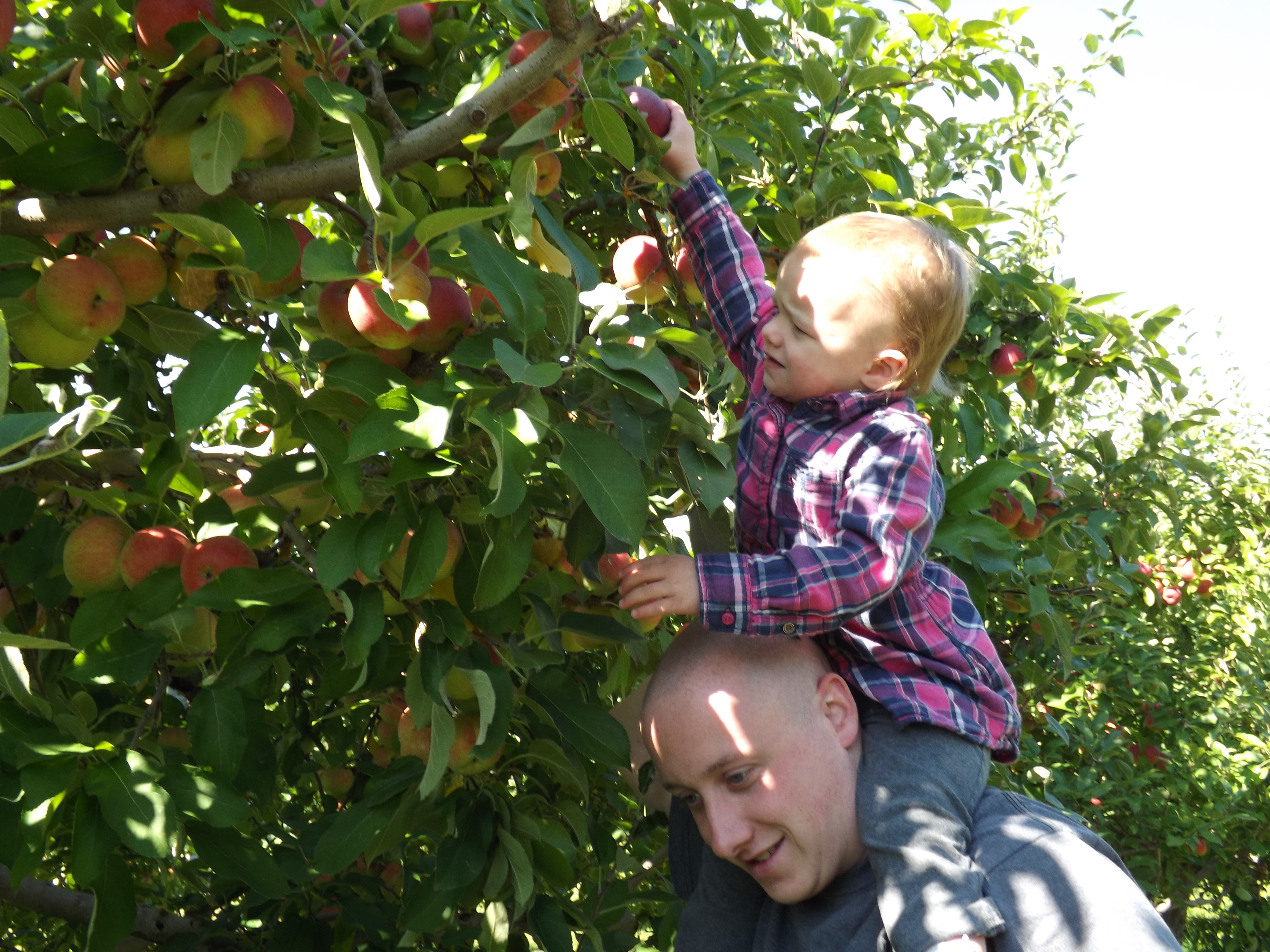 Apple picking 2014