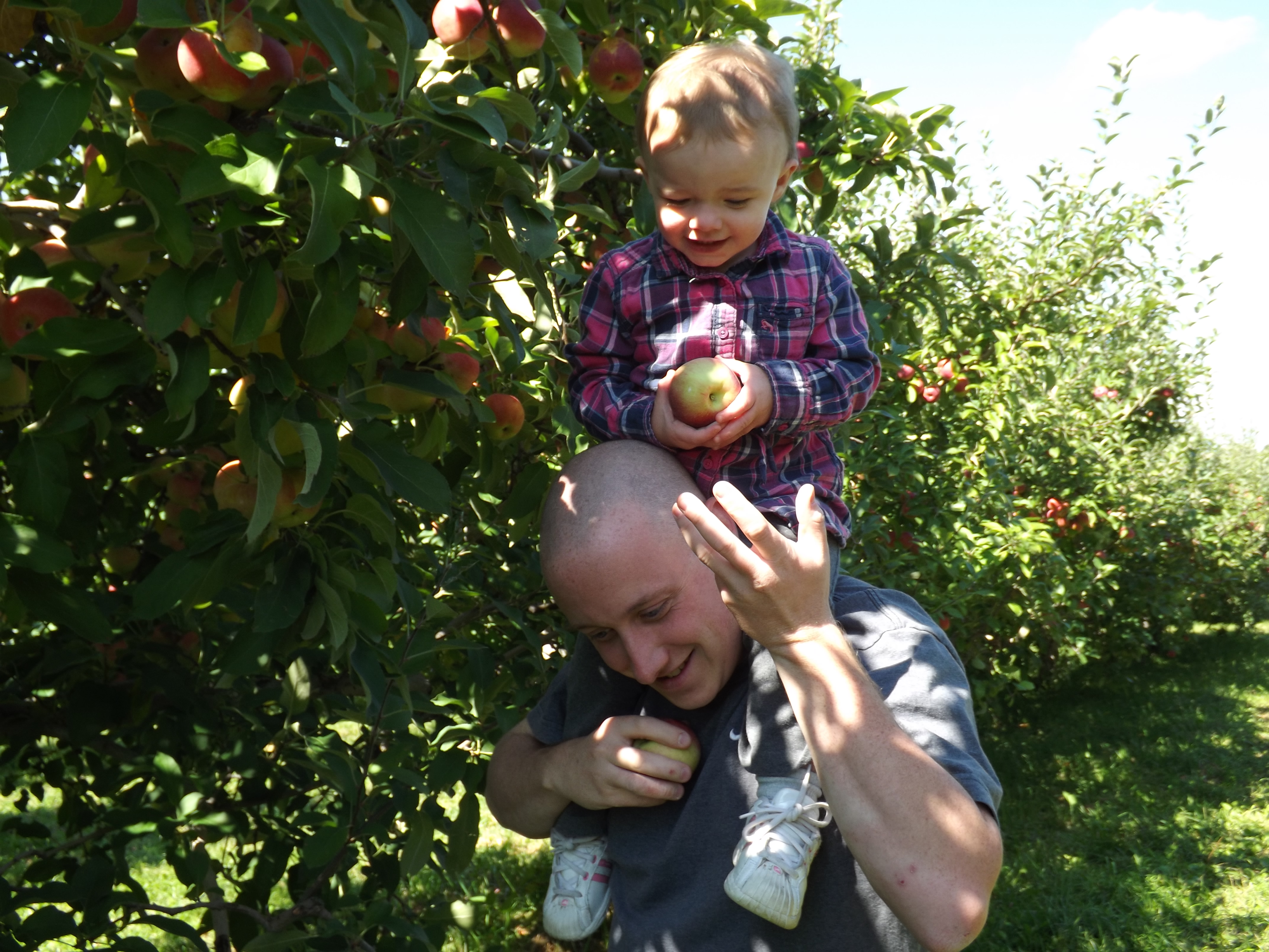 Apple picking 2014