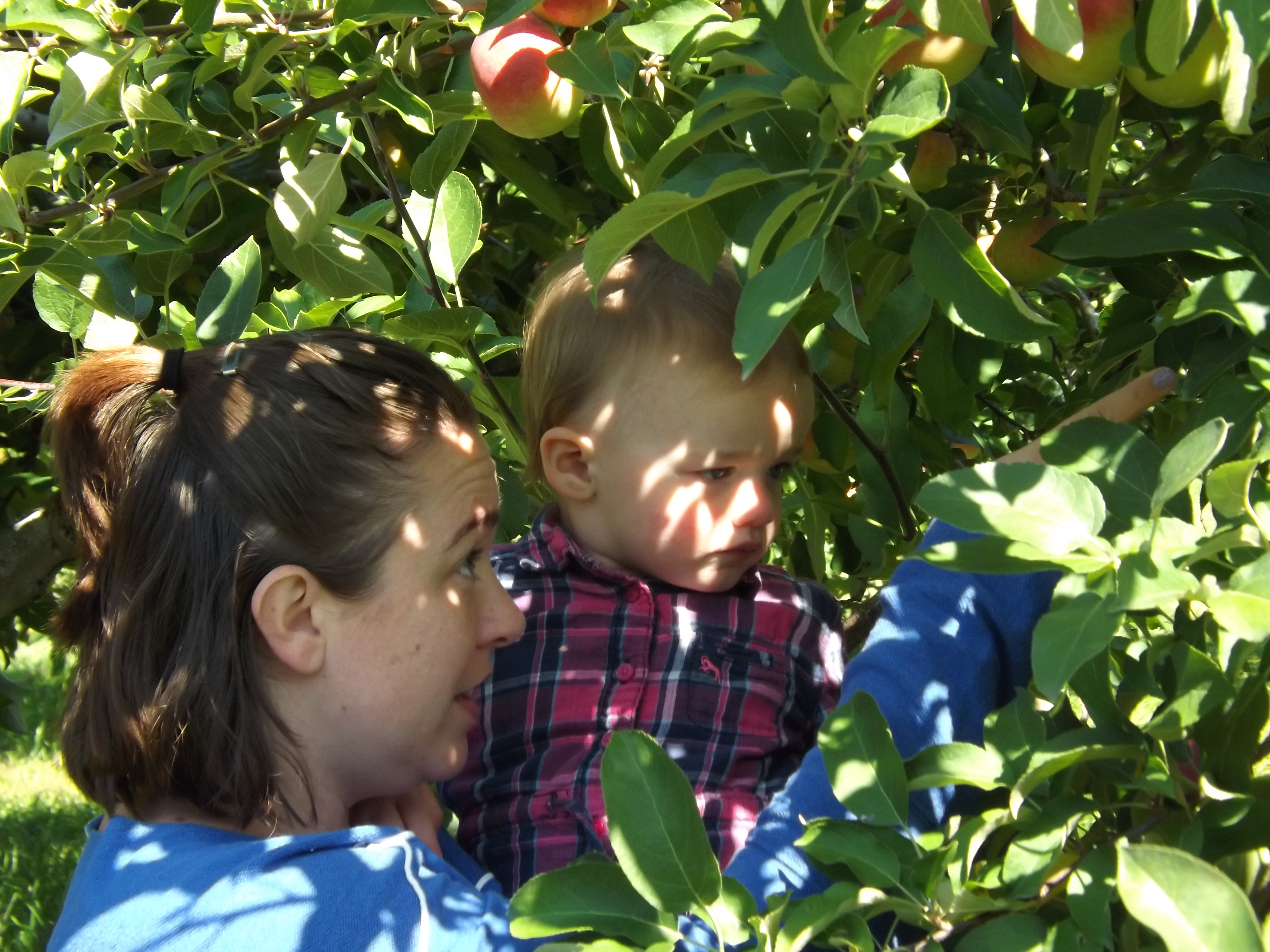 Apple picking 2014