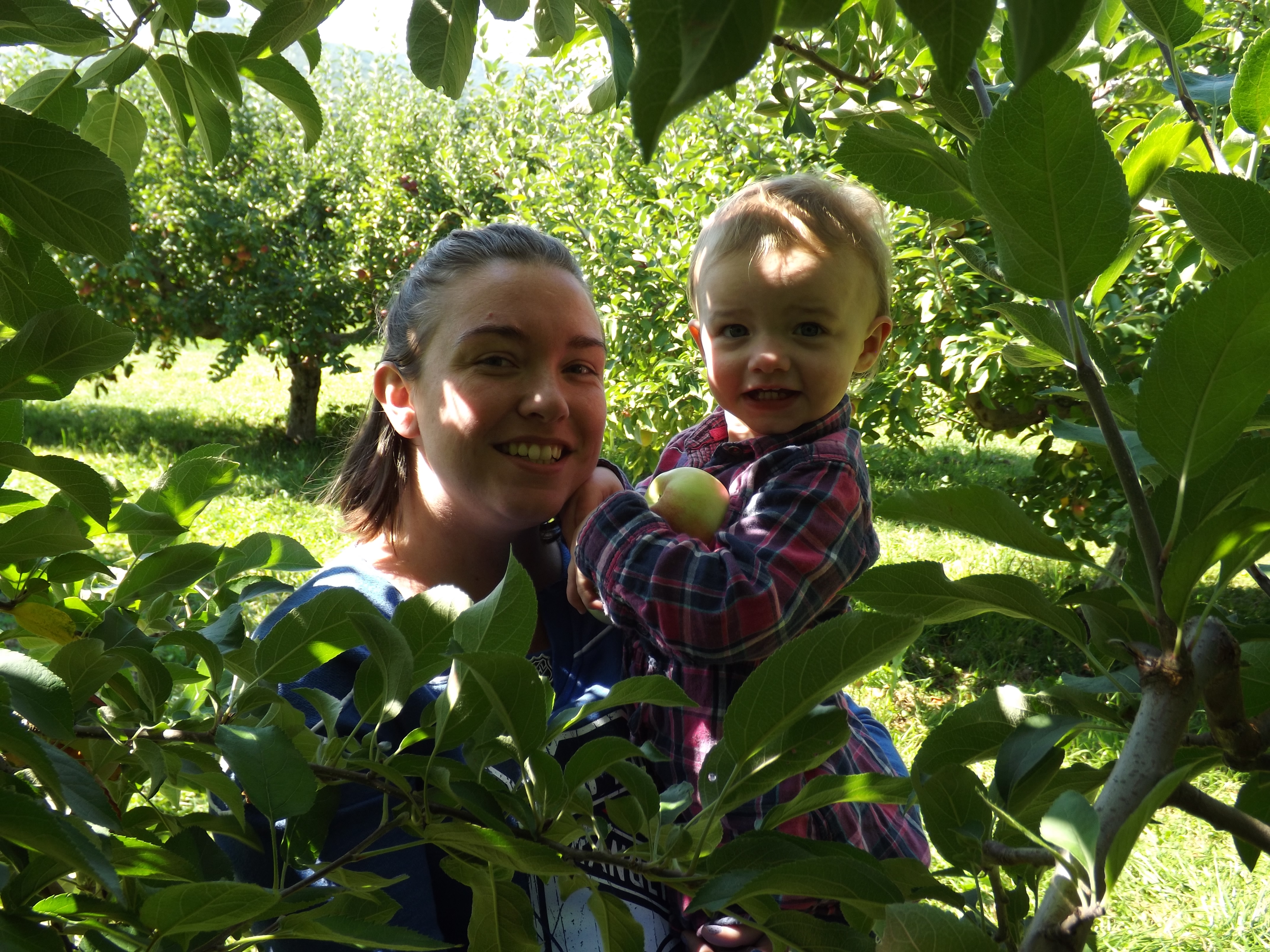 Apple picking 2014