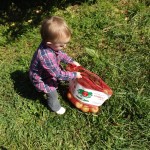 Apple picking 2014