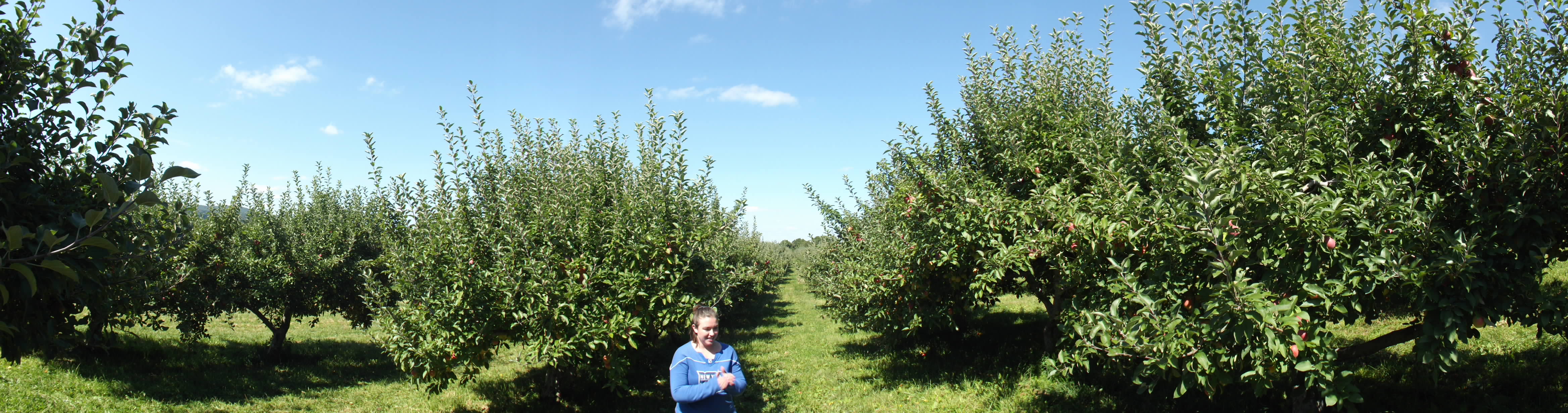 Apple picking 2014