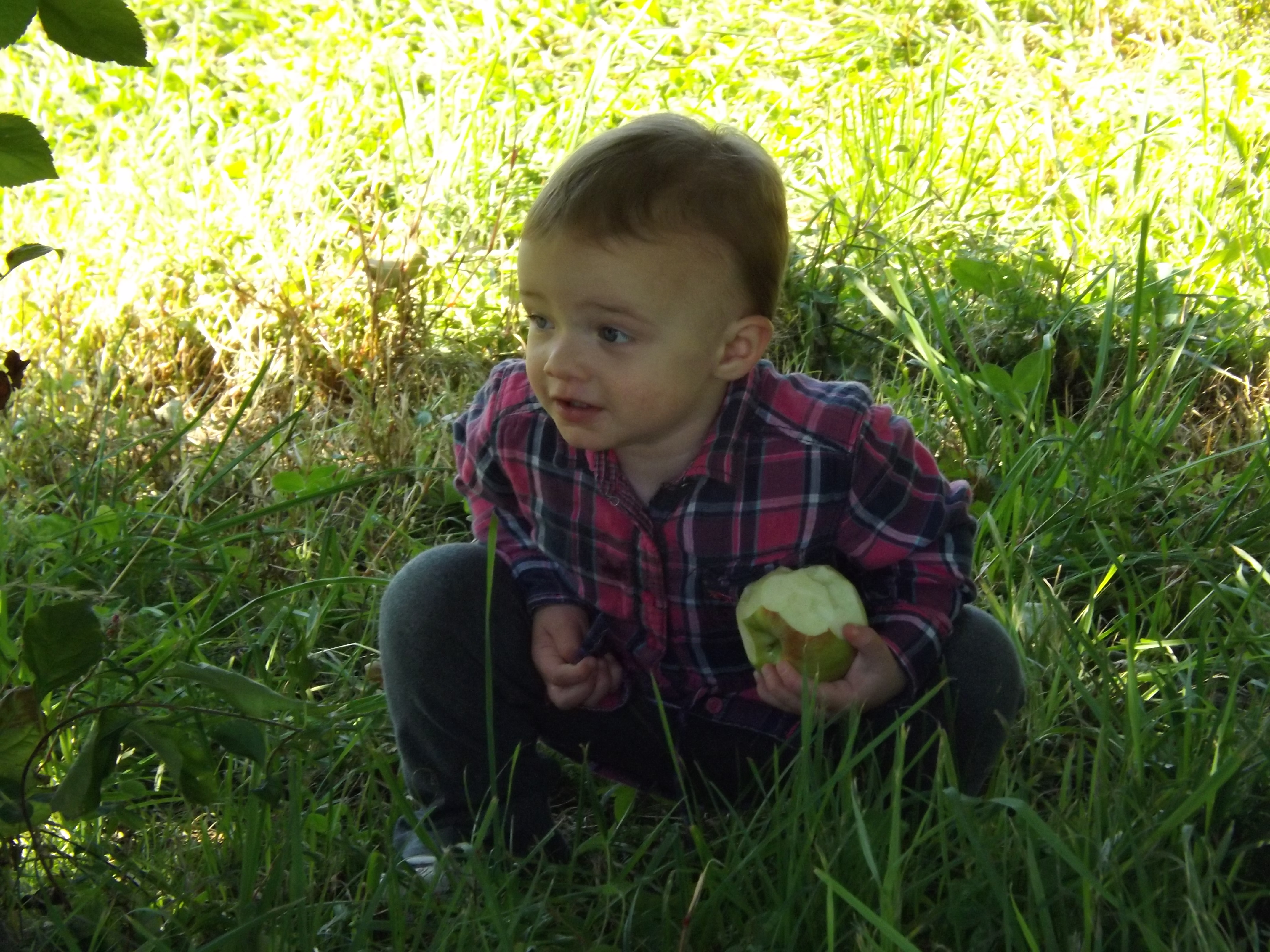 Apple picking 2014