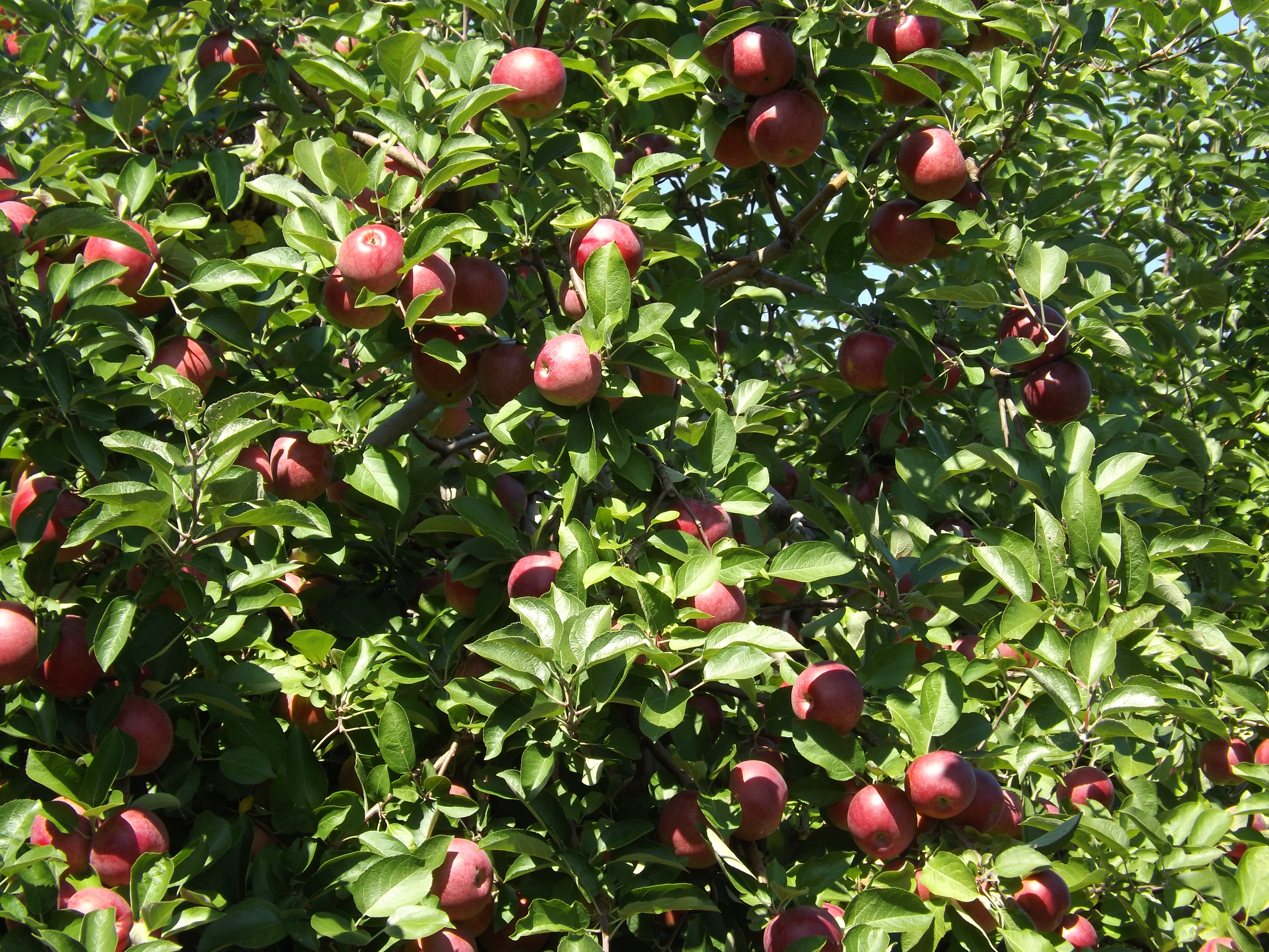 Apple picking 2014