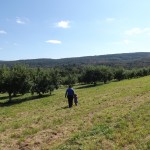 Apple picking 2014