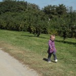 Apple picking 2014