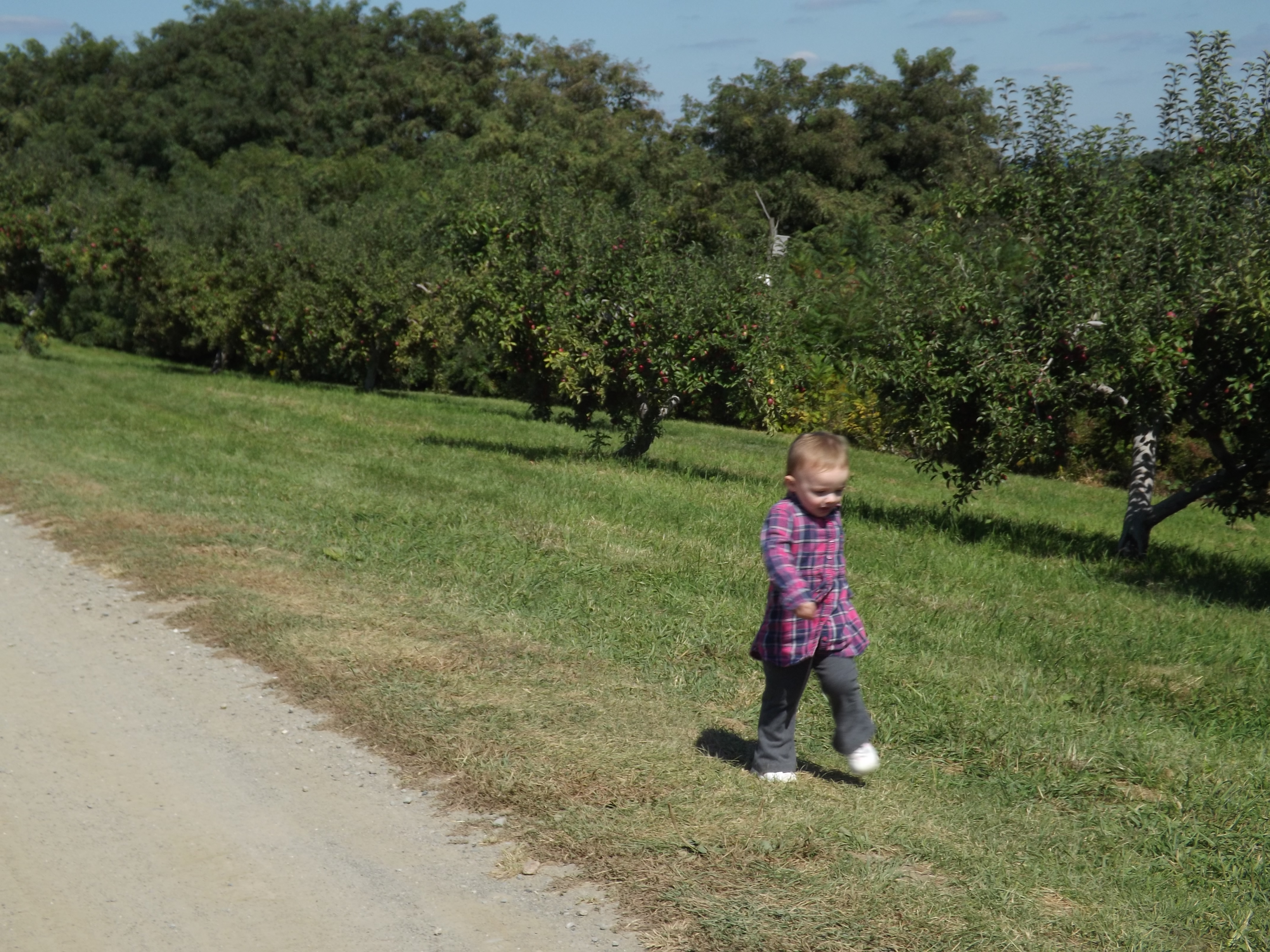 Apple picking 2014