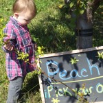 Apple picking 2014