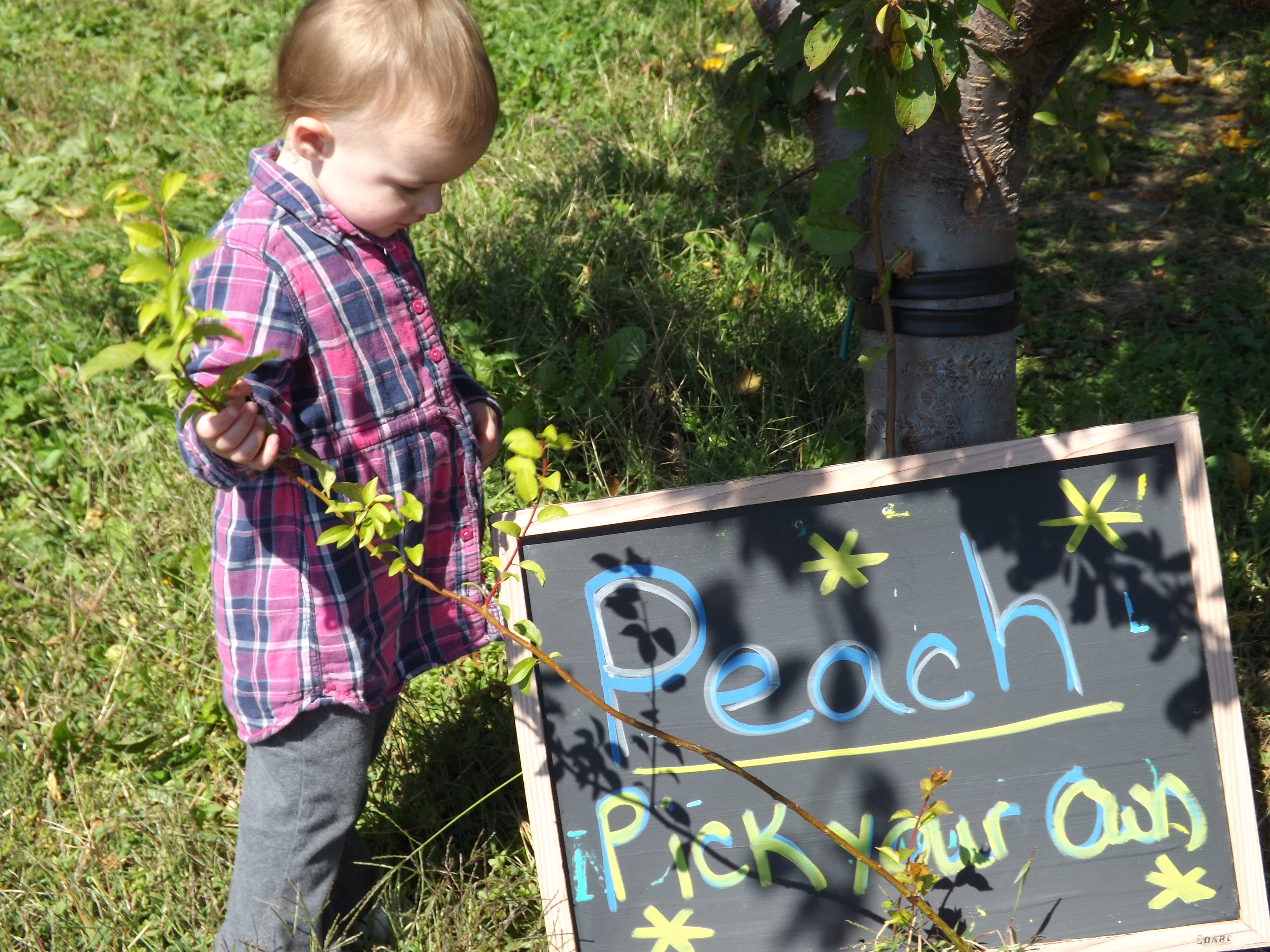 Apple picking 2014