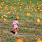 pumpkin picking 2014