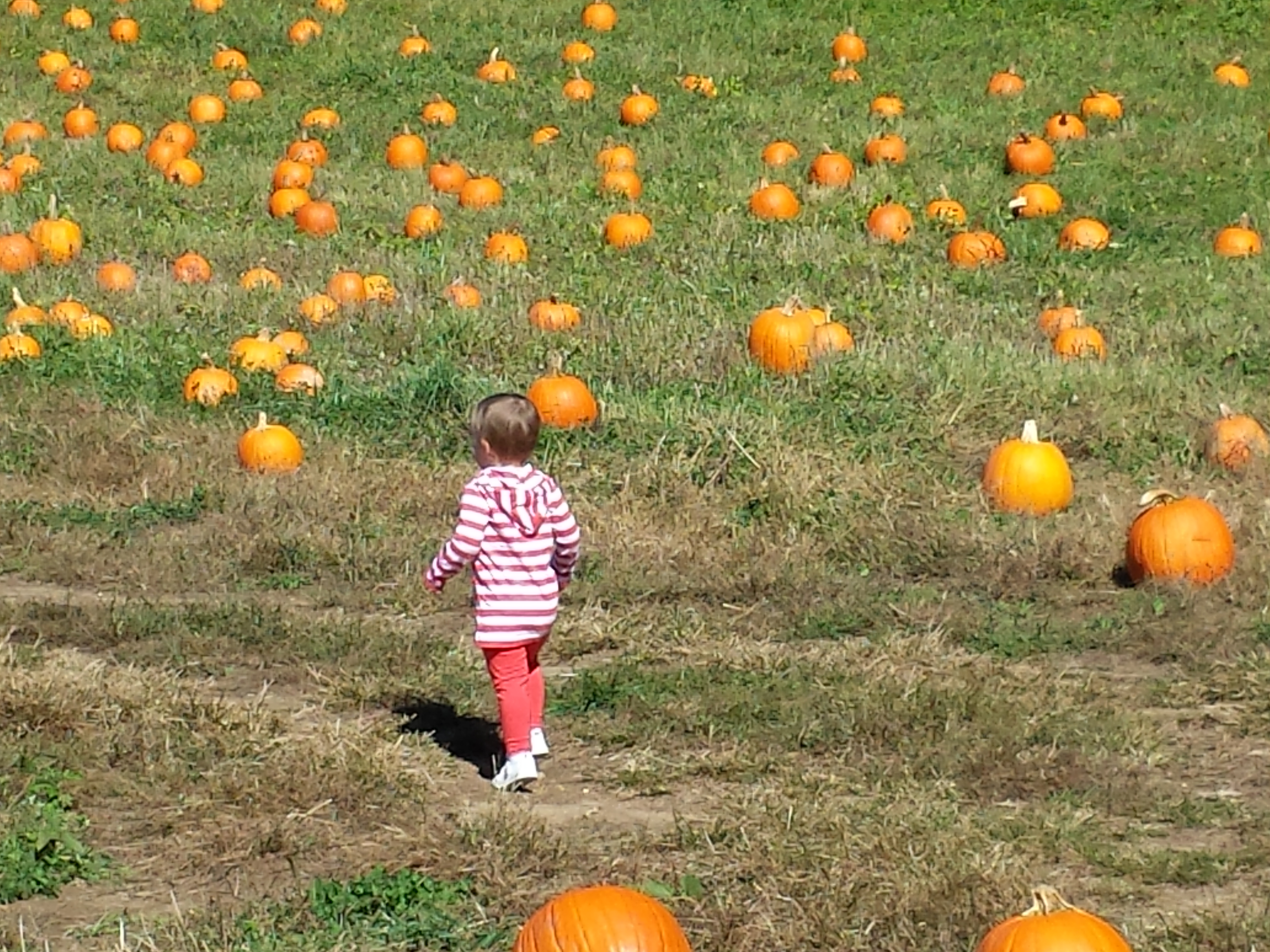 pumpkin picking 2014