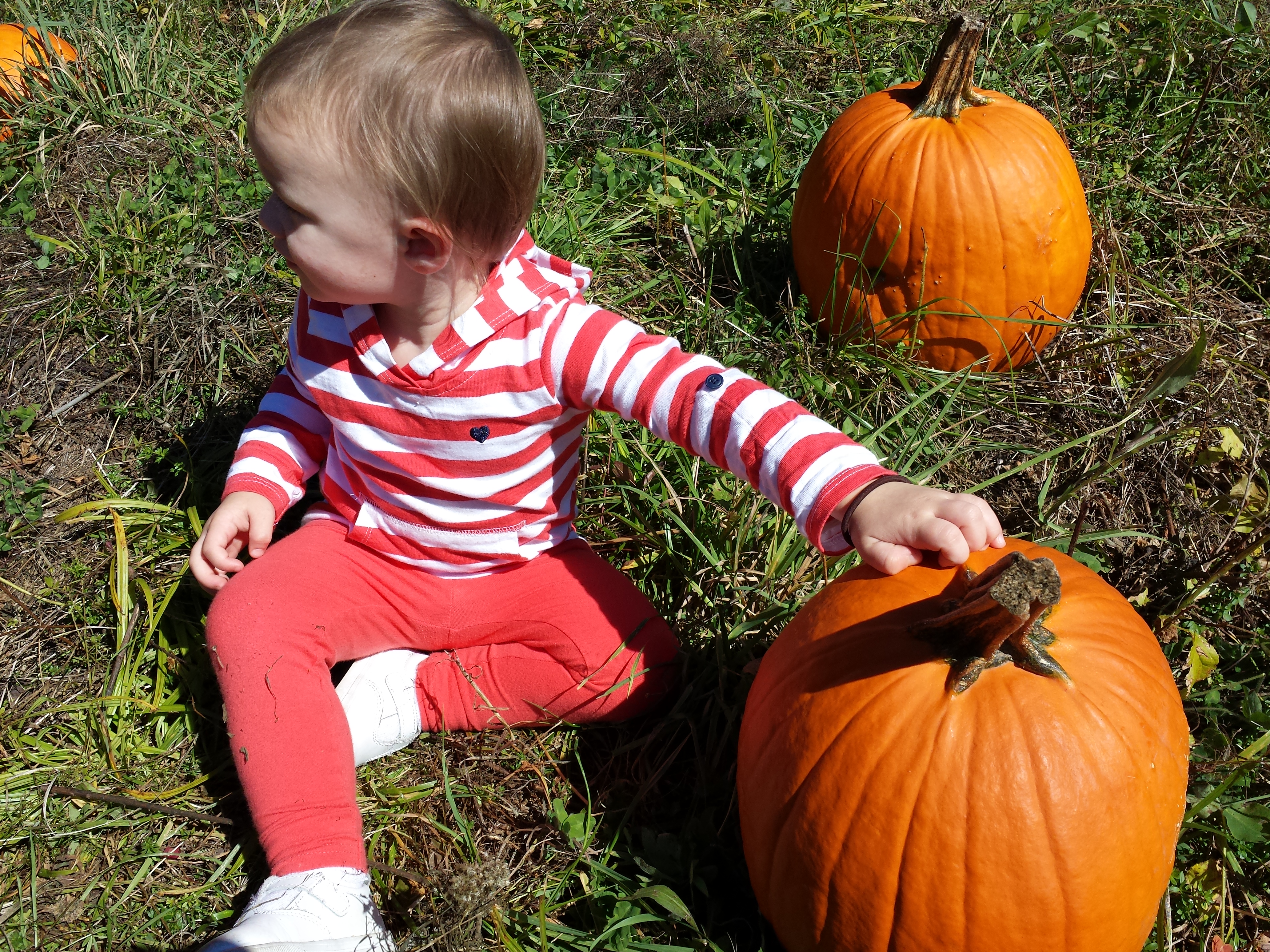 pumpkin picking 2014