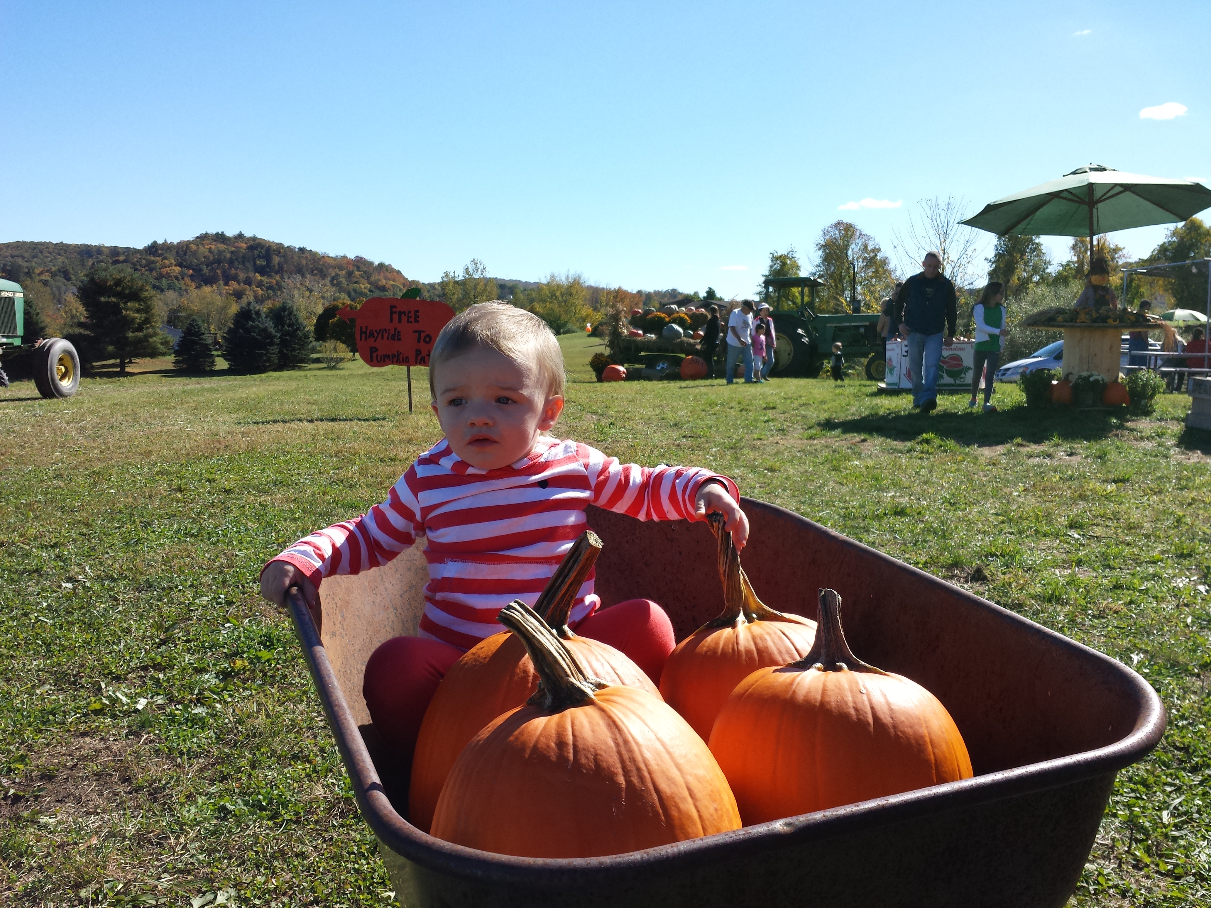 pumpkin picking 2014