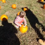 pumpkin picking 2014