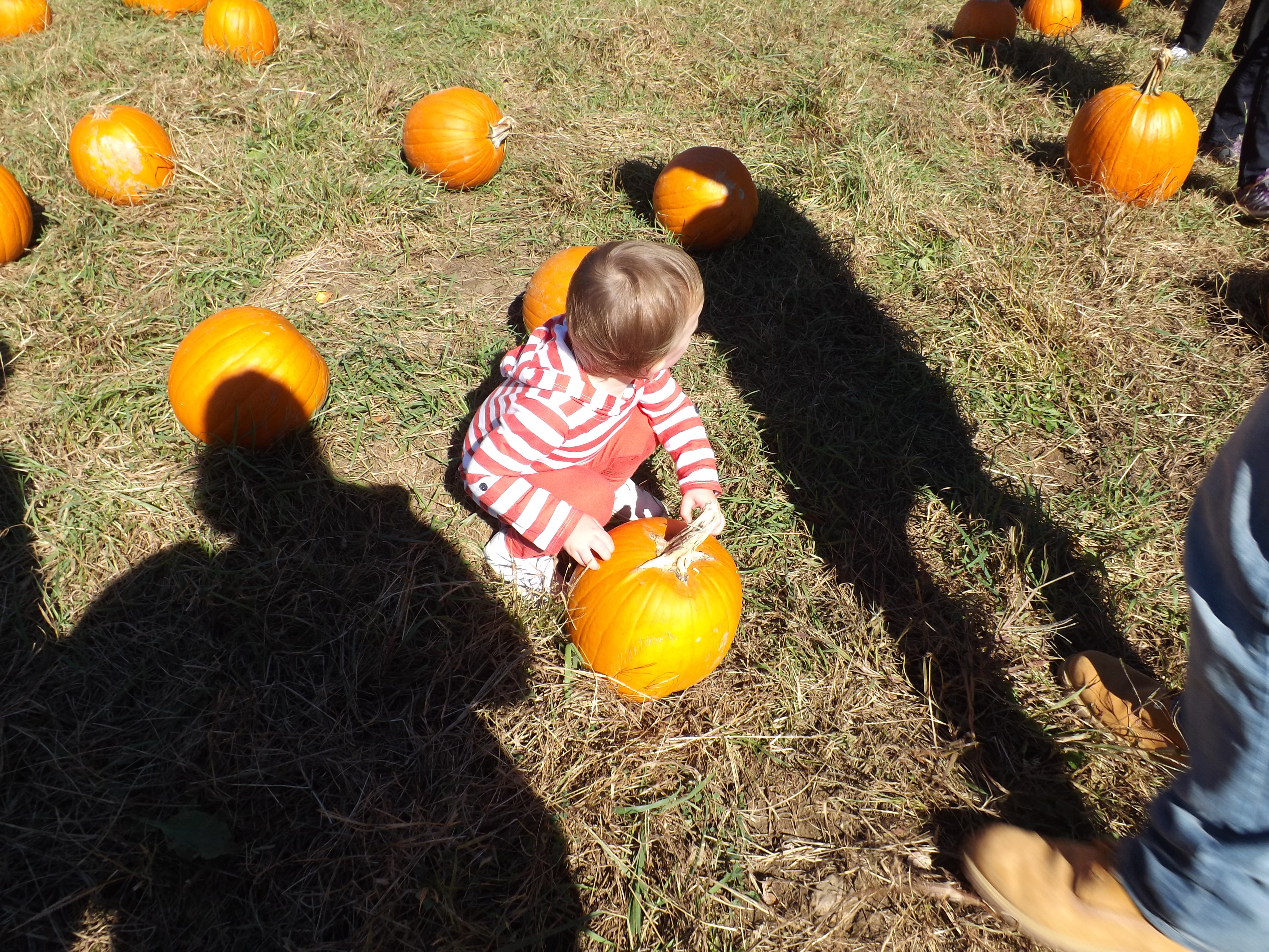 pumpkin picking 2014