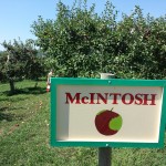 Apple Picking at Fishkill Farms 2015