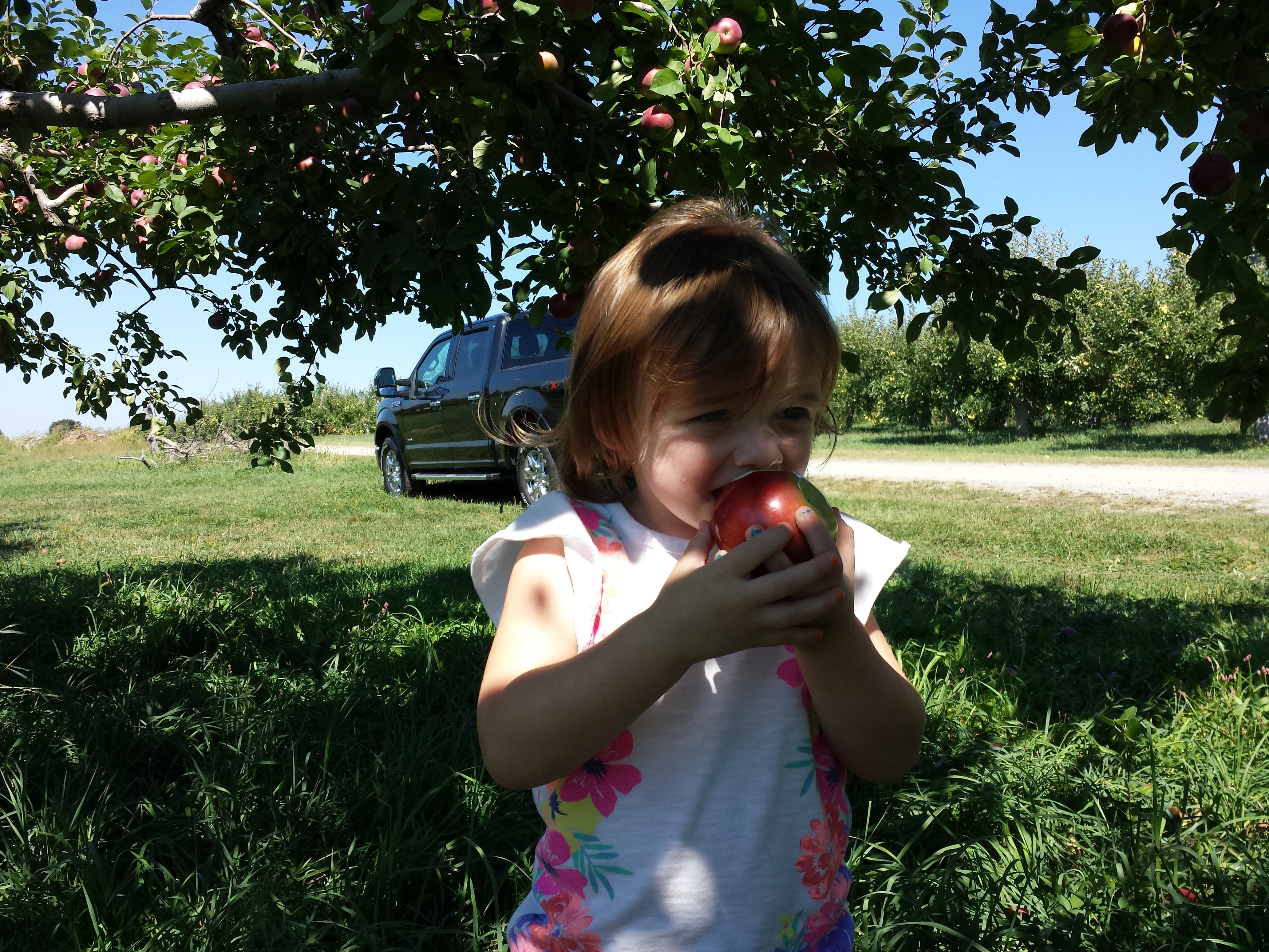 Apple Picking at Fishkill Farms 2015