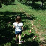 Apple Picking at Fishkill Farms 2015