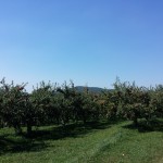 Apple Picking at Fishkill Farms 2015