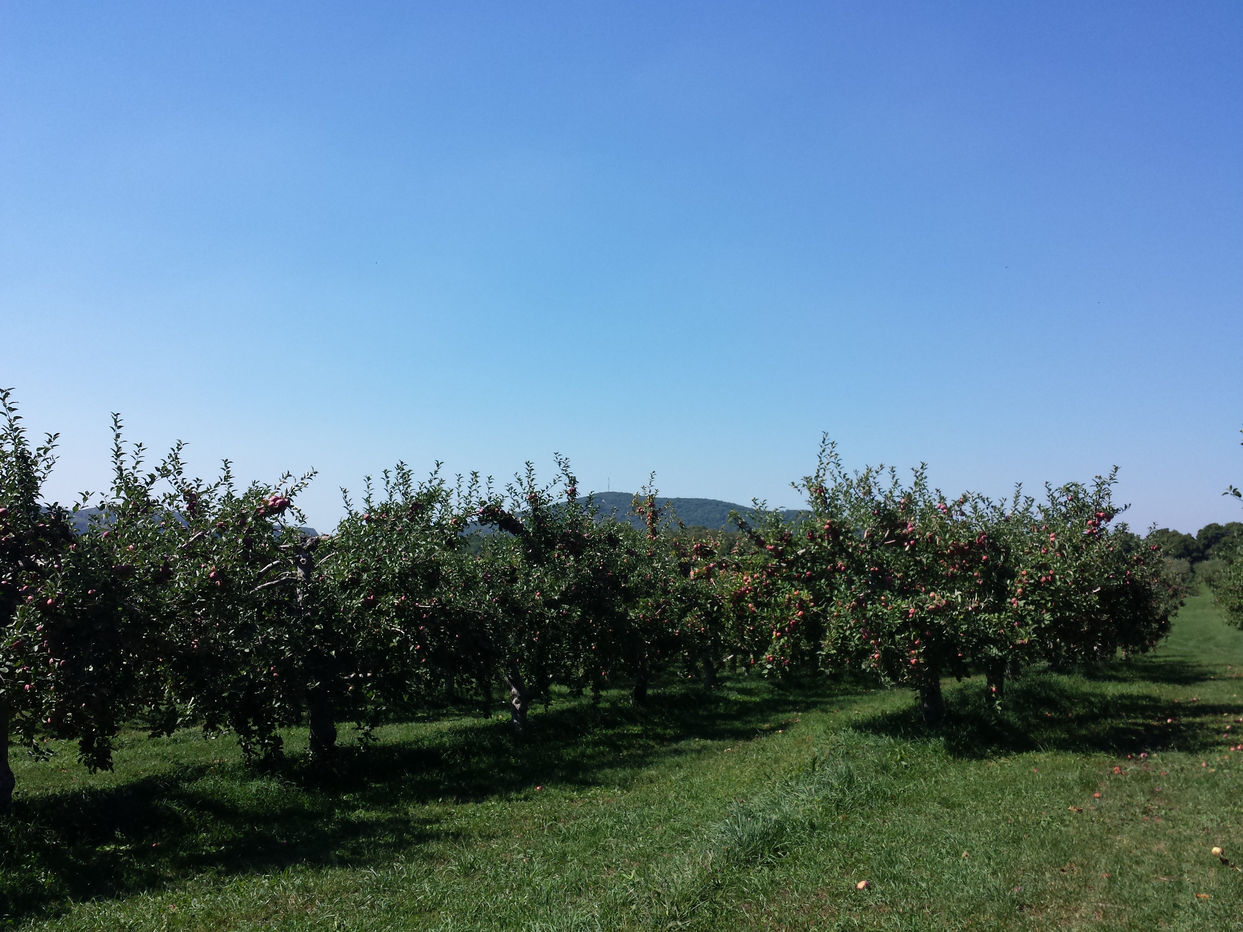 Apple Picking at Fishkill Farms 2015