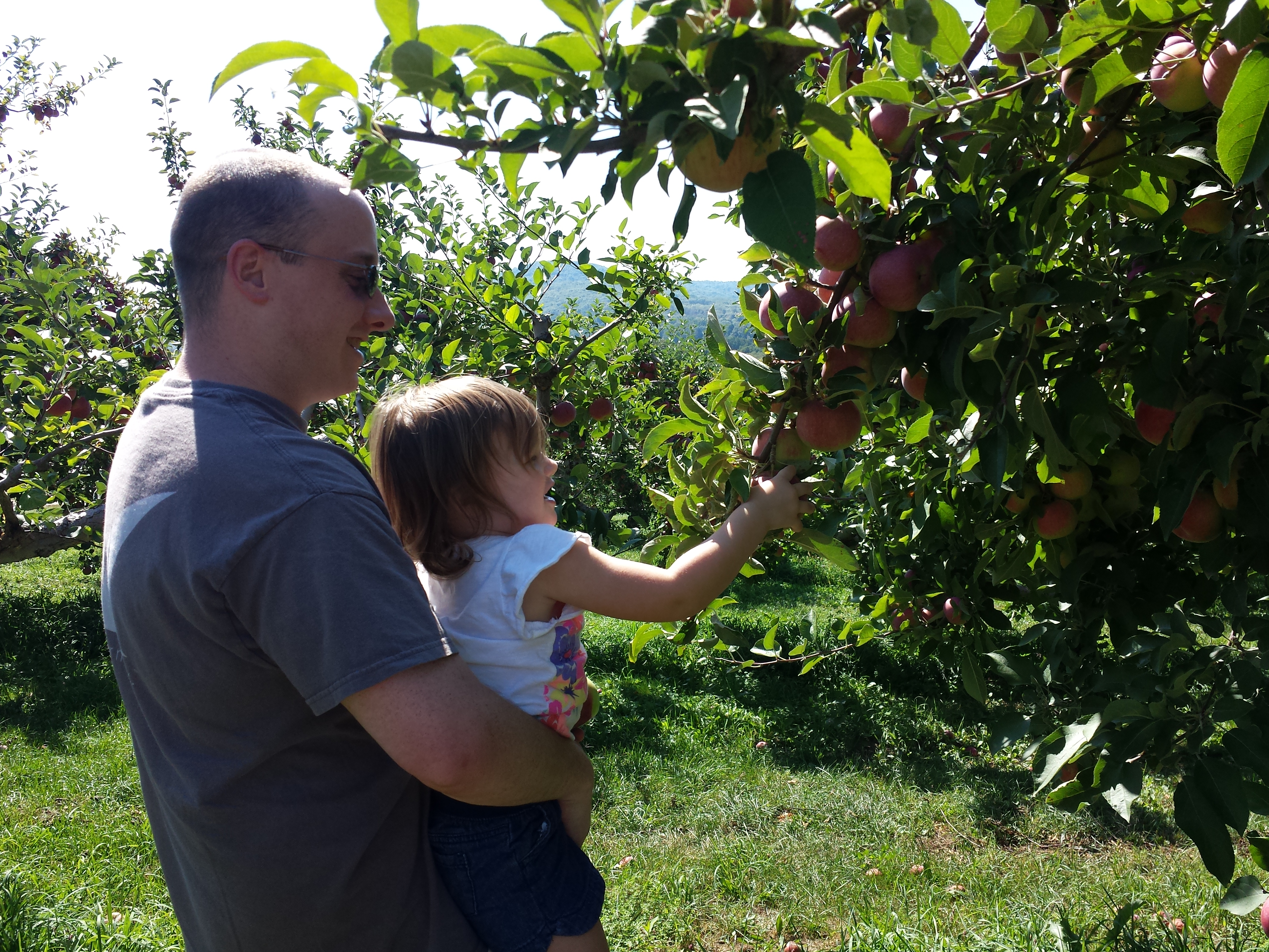 Apple Picking at Fishkill Farms 2015