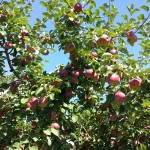 Apple Picking at Fishkill Farms 2015