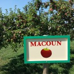 Apple Picking at Fishkill Farms 2015