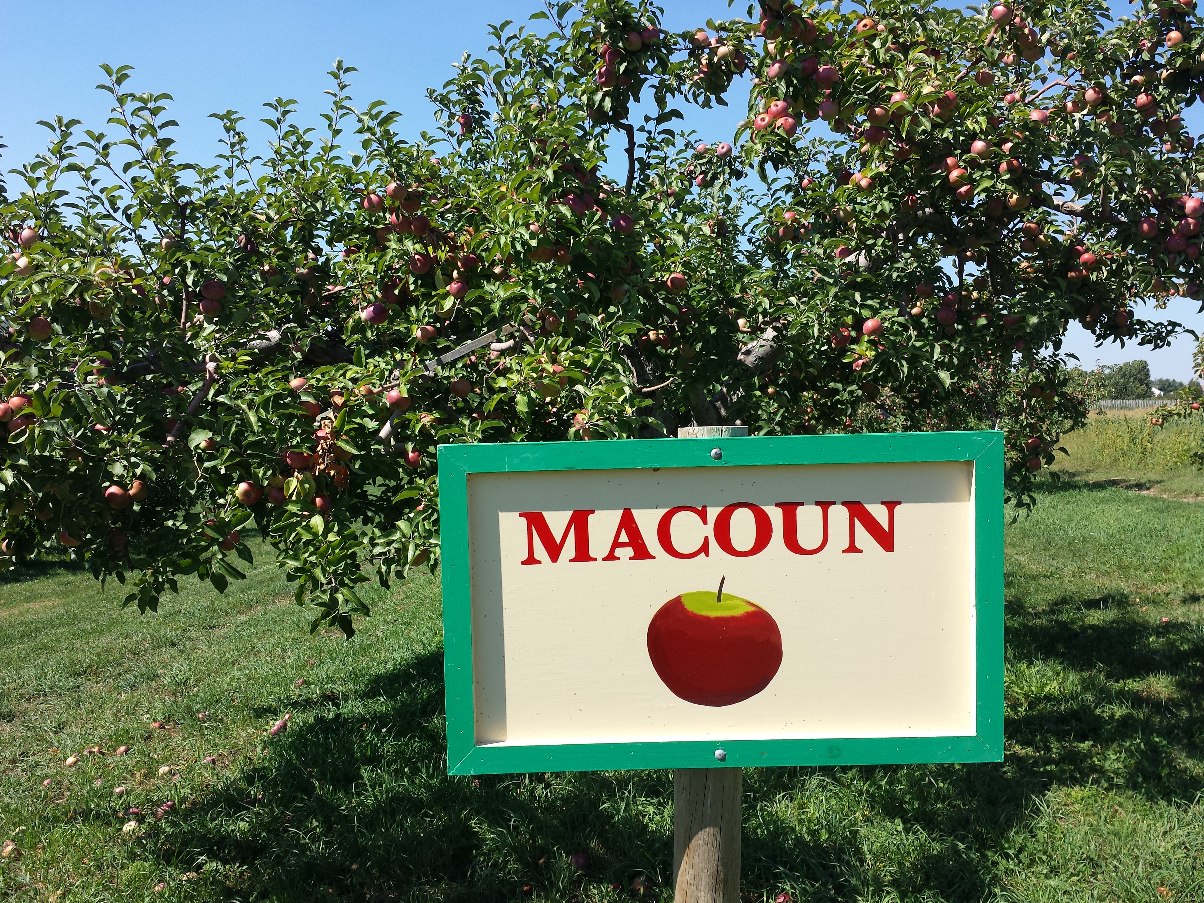 Apple Picking at Fishkill Farms 2015