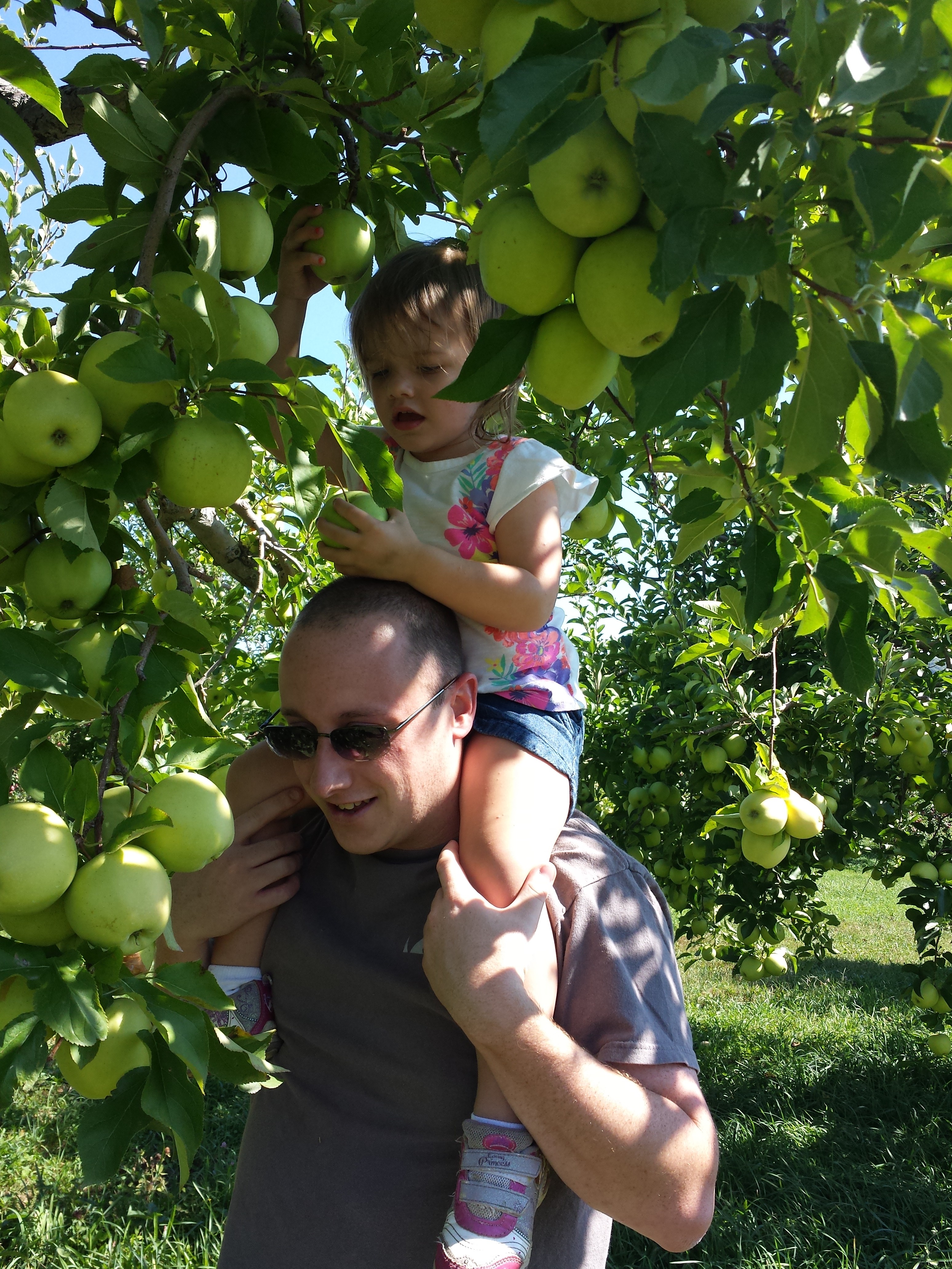 Apple Picking at Fishkill Farms 2015