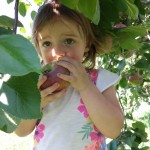 Apple Picking at Fishkill Farms 2015