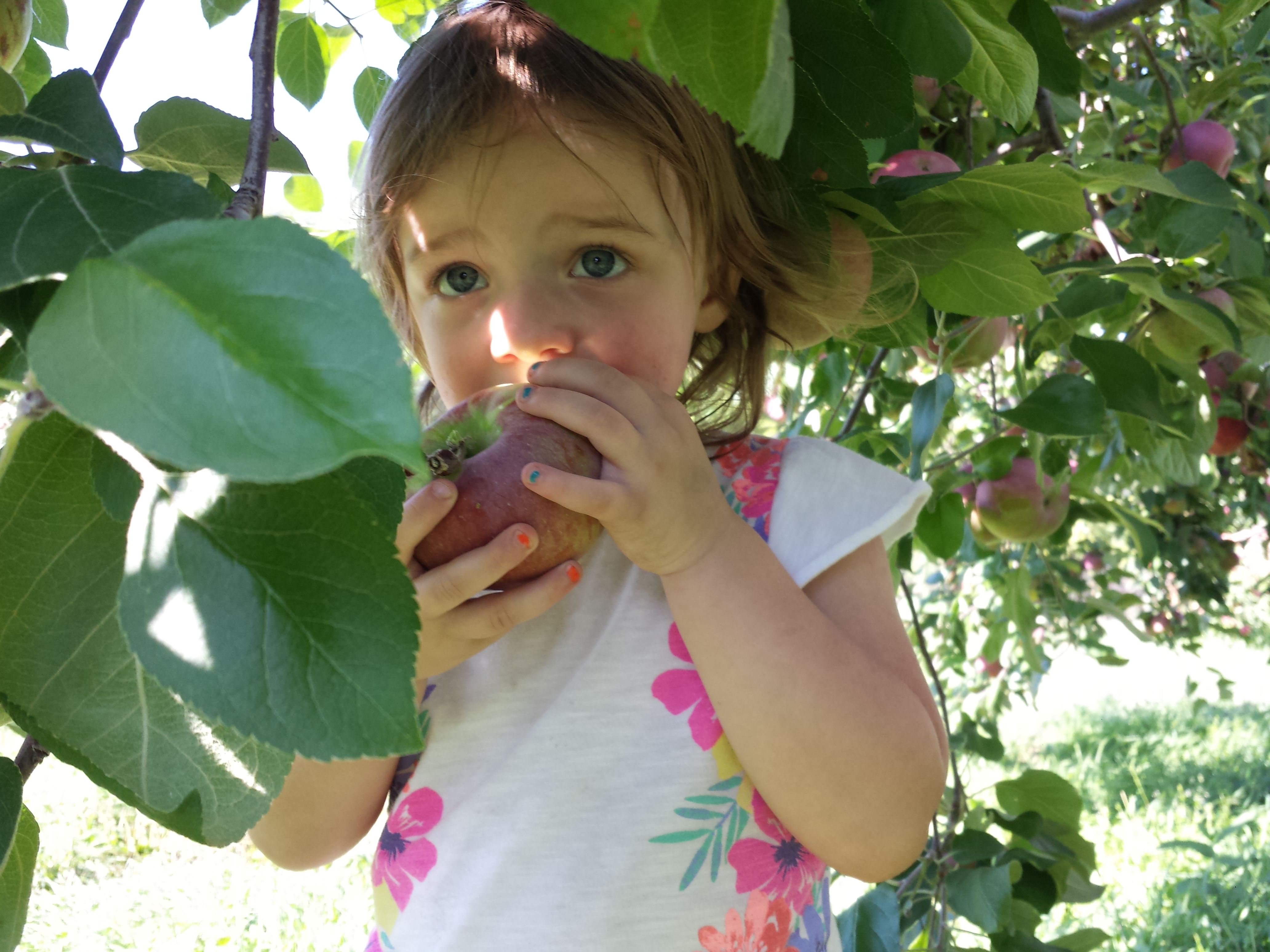 Apple Picking at Fishkill Farms 2015