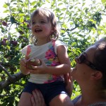 Apple Picking at Fishkill Farms 2015