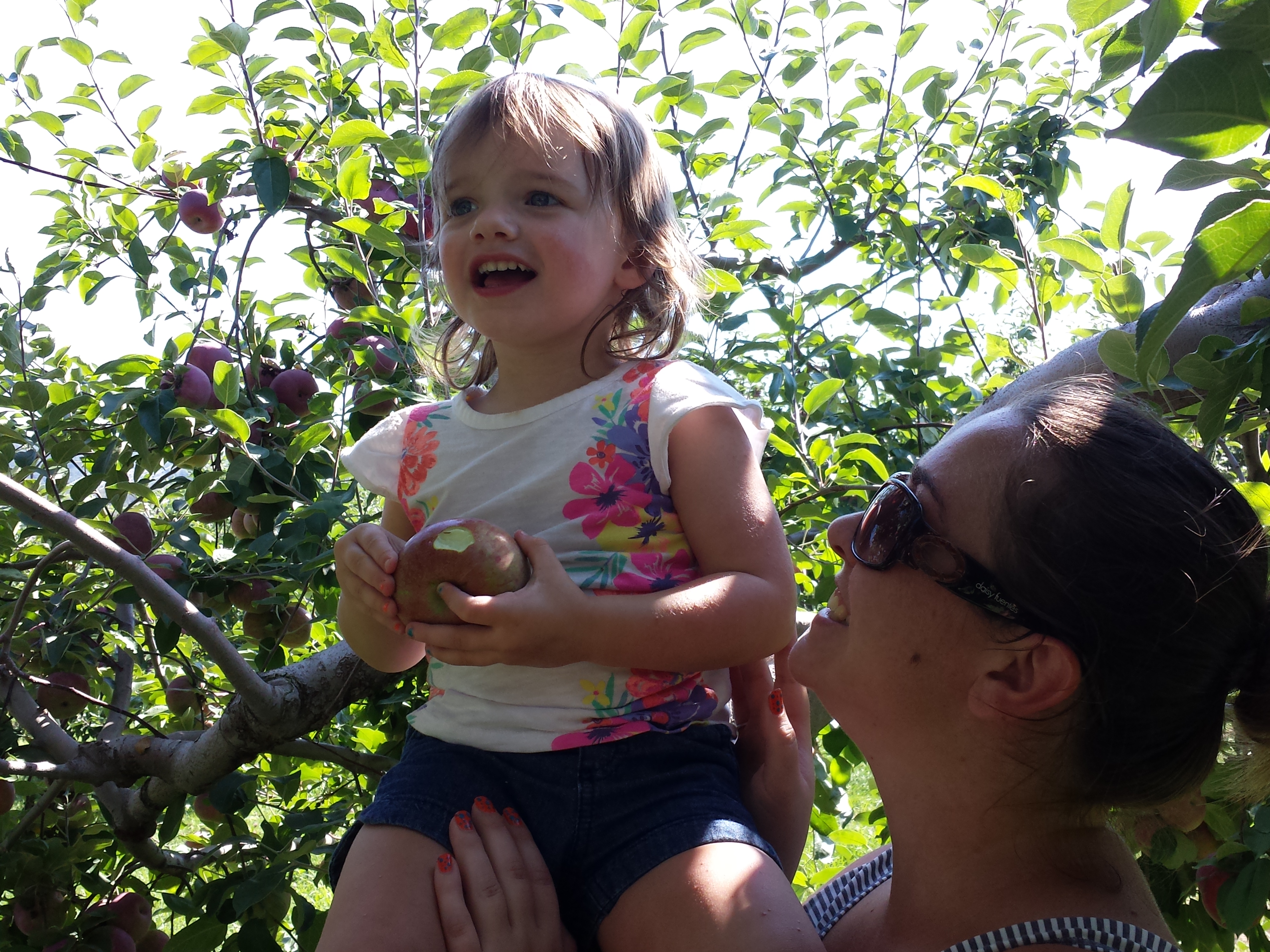 Apple Picking at Fishkill Farms 2015