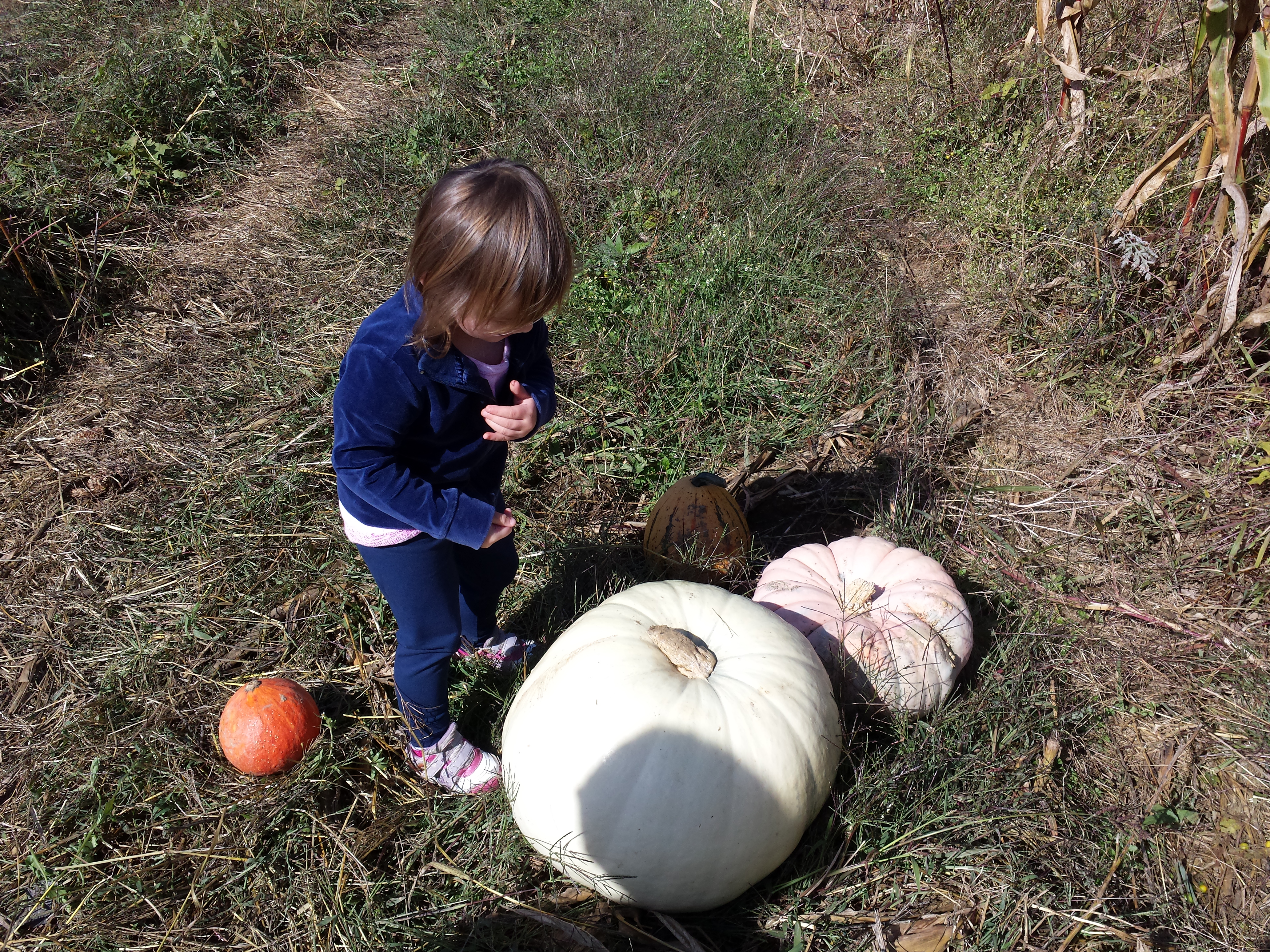 Pumpkin picking 2015