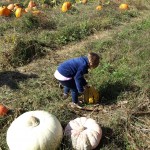 Pumpkin picking 2015