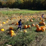 Pumpkin picking 2015