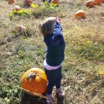 Pumpkin picking 2015