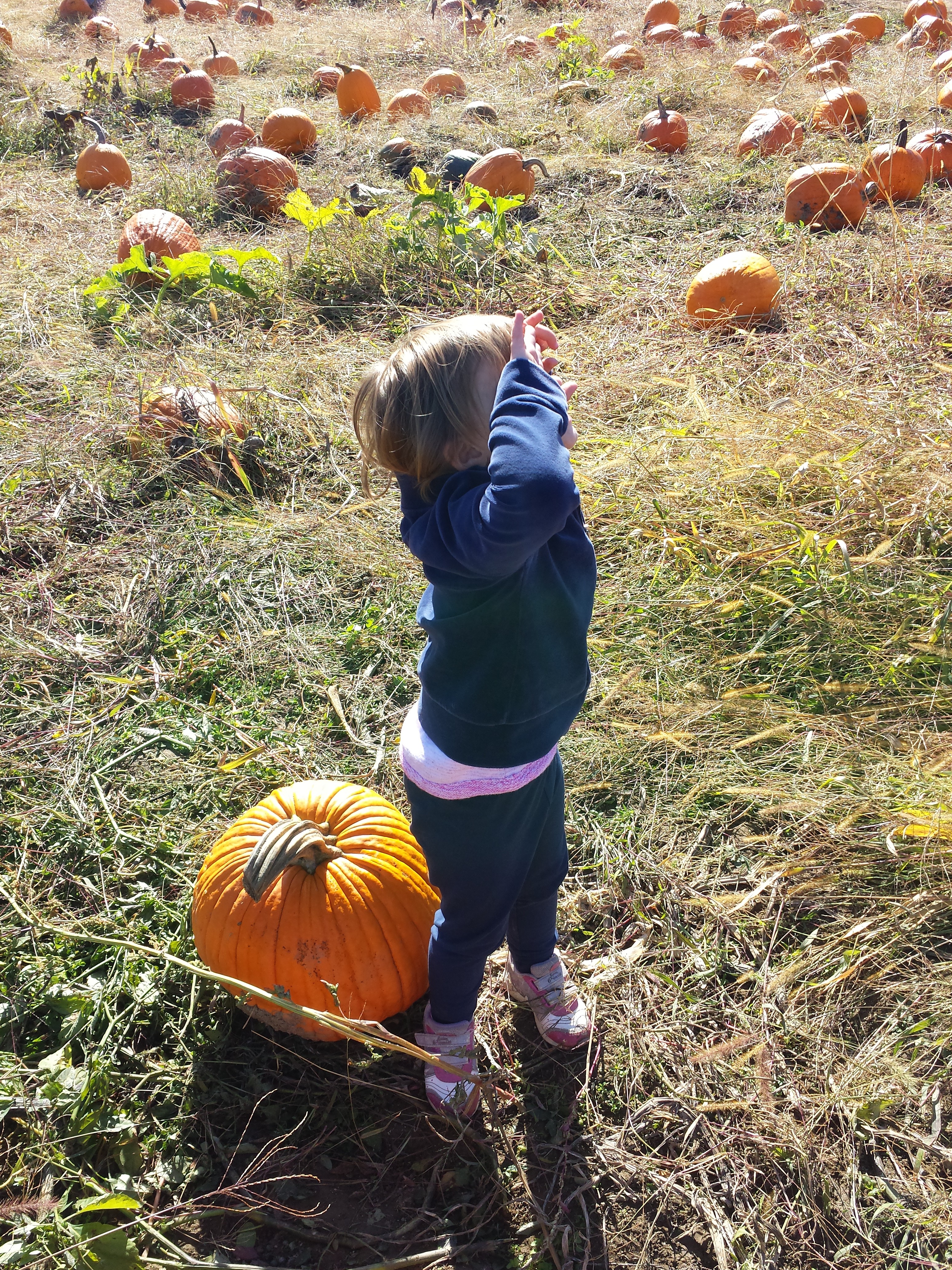 Pumpkin picking 2015