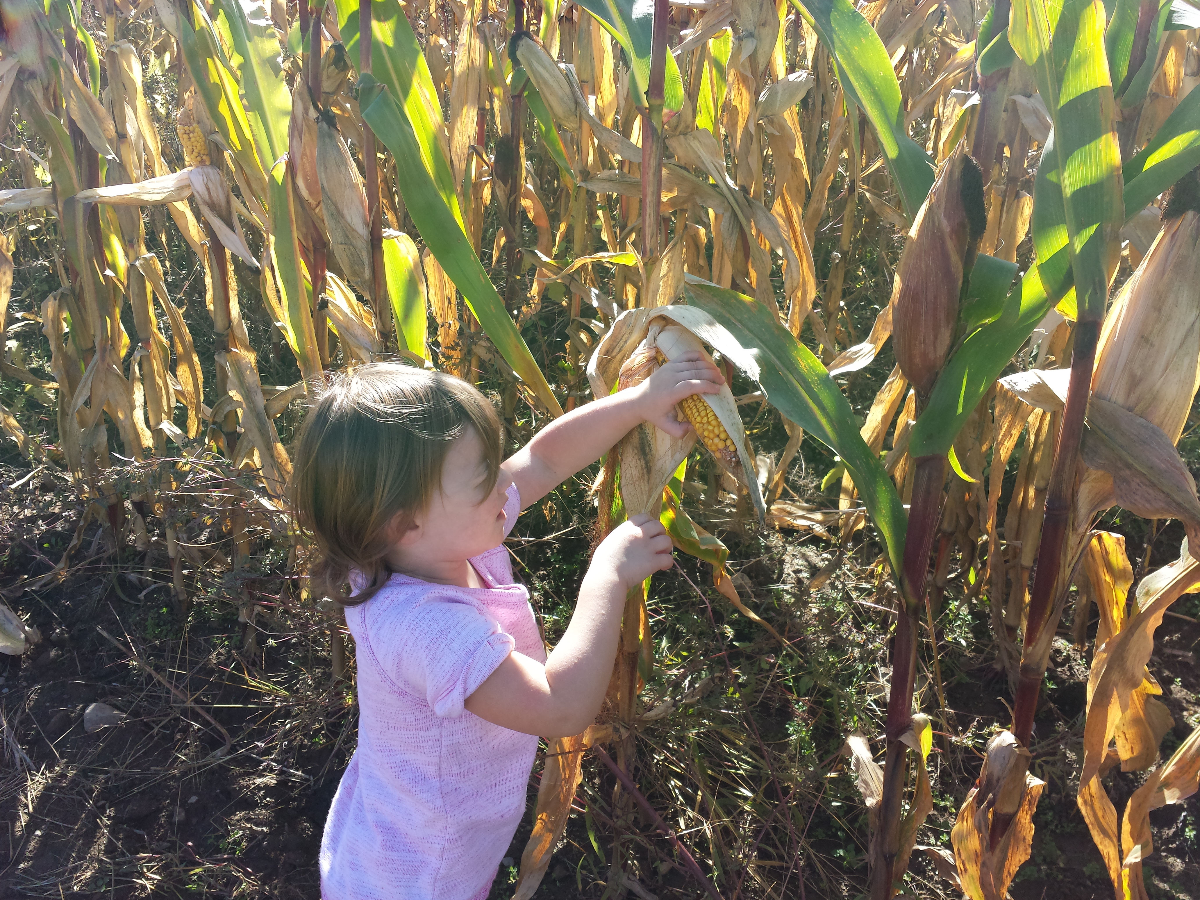 Pumpkin picking 2015